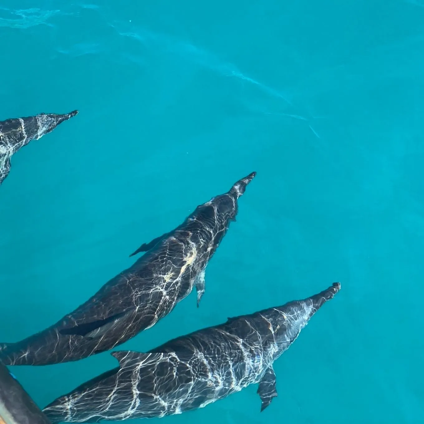 K&M 様 ハワイ/ワイキキ イルカ大学ツアー